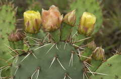 Opuntia mackensenii