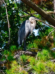 Ardea herodias