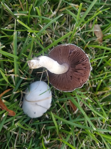 Meadow Mushroom (Agaricus campestris)