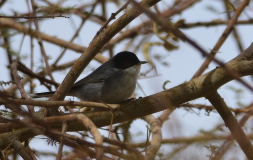 Sardinian Warbler (Curruca melanocephala), photo 6