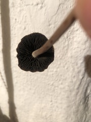 Panaeolus cinctulus