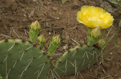 Opuntia mackensenii