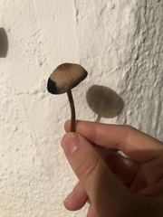 Panaeolus cinctulus