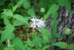 Monarda bradburiana