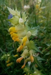 Rhinanthus serotinus