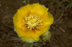 Opuntia mackensenii