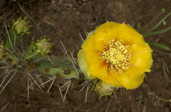 Opuntia mackensenii