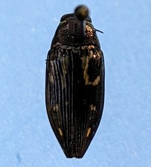 Buprestis maculipennis