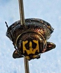 Buprestis maculipennis