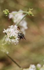 Anthidiellum notatum robertsoni