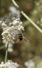 Anthidiellum notatum robertsoni