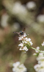 Anthidiellum notatum robertsoni