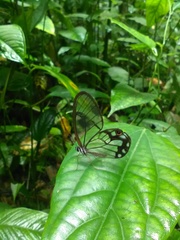 Pseudohaetera hypaesia