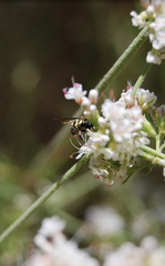 Anthidiellum notatum robertsoni
