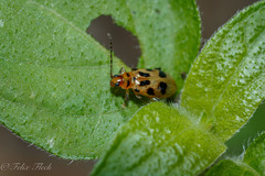 Systena nigroplagiata