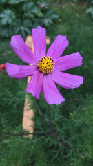 Cosmos bipinnatus