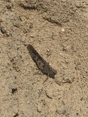 Trimerotropis thalassica