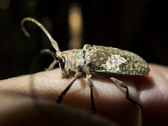 Lochmaeocles cornuticeps