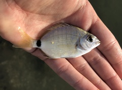 Diplodus