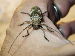 Lochmaeocles cornuticeps