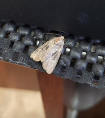 Lateroligia ophiogramma