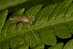 Chironomus plumosus