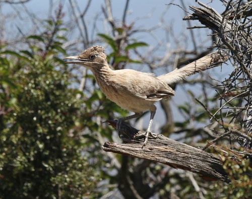 Greater Roadrunner, Dana Point, CA, USA, photo 10 of 10