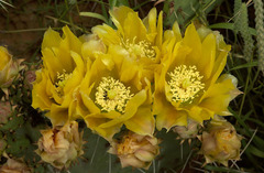 Opuntia mackensenii