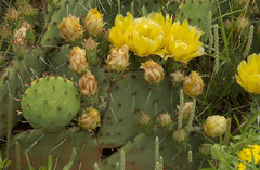 Opuntia mackensenii