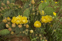 Opuntia mackensenii