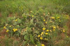 Opuntia mackensenii
