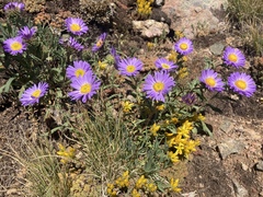 Dieteria bigelovii