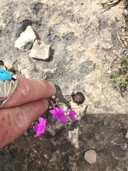 Boerhavia linearifolia