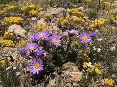 Dieteria bigelovii
