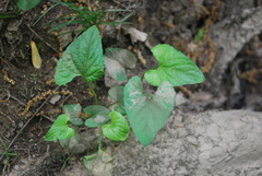 Violaceae