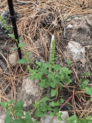 Blitum capitatum capitatum