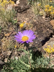 Dieteria bigelovii