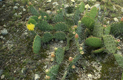 Opuntia mackensenii