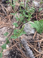 Blitum capitatum capitatum