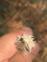 Philanthus pacificus