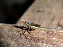 Glyphidops flavifrons