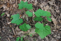 Menispermum canadense