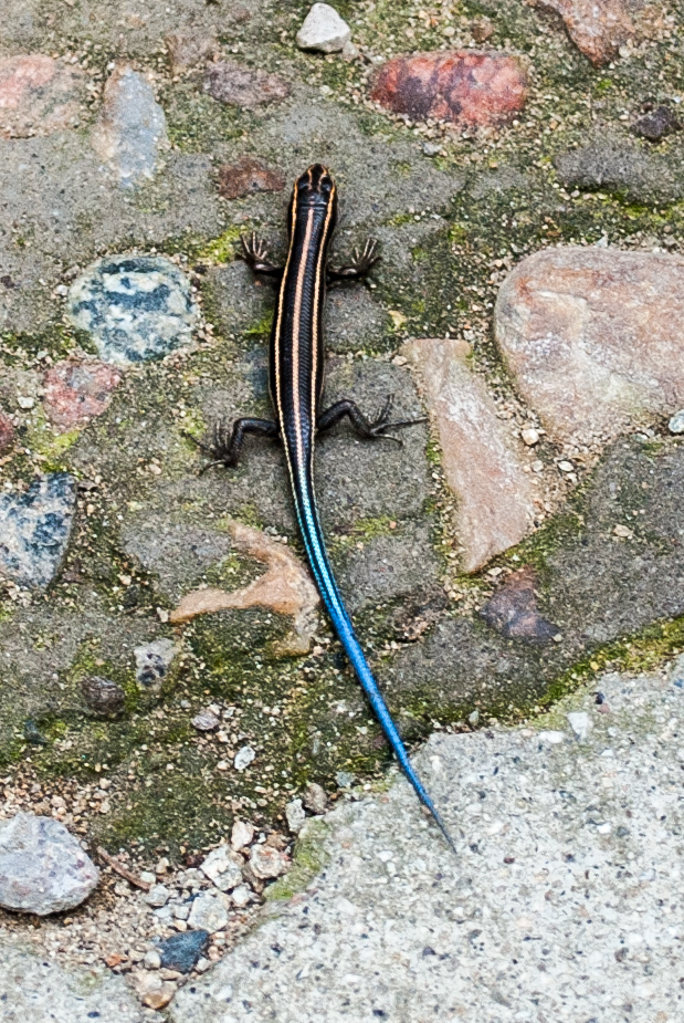 Gail's Eyelid Skink