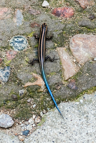 Gail's Eyelid Skink, Plestiodon capito