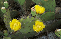 Opuntia mackensenii