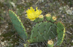 Opuntia mackensenii