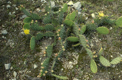 Opuntia mackensenii