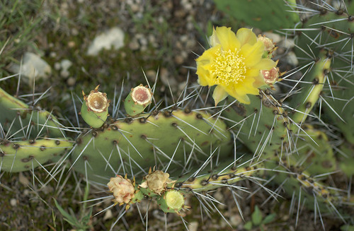 Edwards' pricklypear (Opuntia edwardsii)
