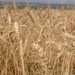 Bread Wheat - Photo (c) Matt Lavin, some rights reserved (CC BY-SA)