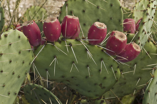 Brown-Spined Pricklypear Complex